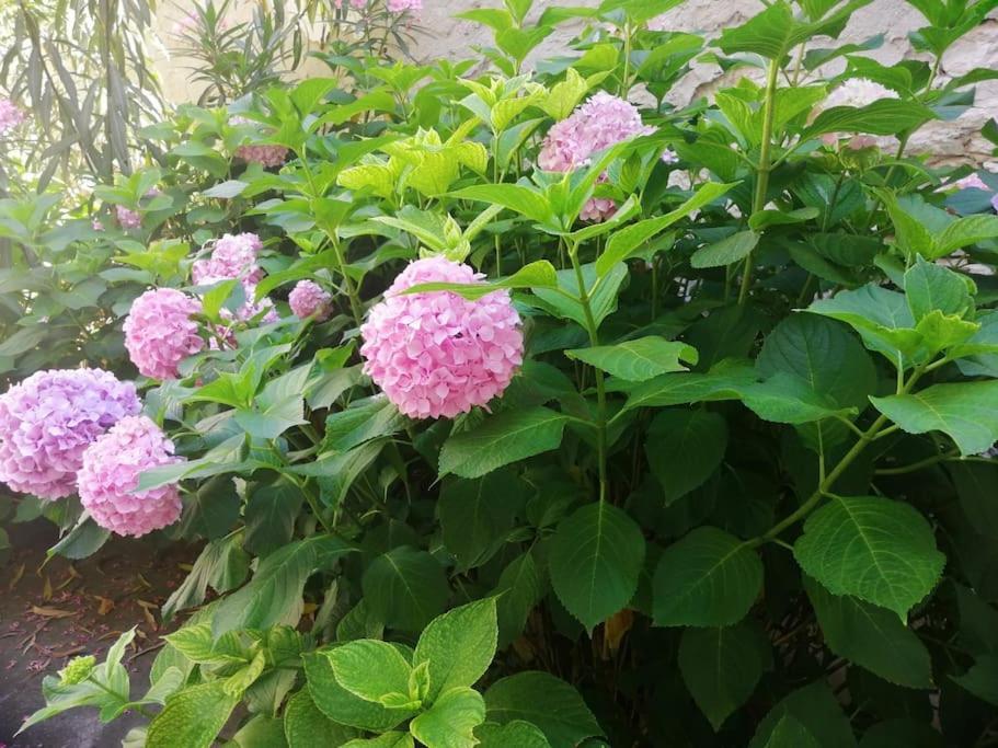 Apartment Micaela Pula Ngoại thất bức ảnh